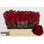 product/img.floraplaza.nl/RMAD5-LIVE_fotos-0xC39C077DE90DF4DE5177D828DECA828B514120B7.jpg