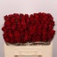 product/img.floraplaza.nl/RMAD5-LIVE_fotos-0xD06F64C33BF5E18AE7A5ED3889447F179E7DEF4B.jpg