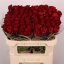 product/img.floraplaza.nl/RMAD7-LIVE_fotos-0x7820C9CF07DB0AA4F032F97D3A96357032ADDA82.jpg