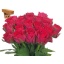 product/img.floraplaza.nl/RMADCER4-LIVE_fotos-0xBF3A16CDD283F154751709AD2F47D89773CE64C2.jpg