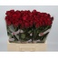 product/img.floraplaza.nl/RMADR6AL-LIVE_fotos-0x4B05C244ED23C460DC183DD77FB361CD0D62CD3C.jpg