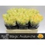 product/img.floraplaza.nl/RMAGAVA5-LIVE_fotos-0x185BC7EE0ECD5D479B877E8A20579531F44191A9.jpg