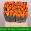 product/img.floraplaza.nl/RMAR4-LIVE_fotos-0x7A4AFD56D629D4B7519D7E8AB6BE7D6B3C7A09A8.jpg