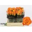 product/img.floraplaza.nl/RMAR4-LIVE_fotos-0x86CEDD7BECB3168C1780DFCD41C9AB136A1B601C.jpg