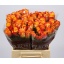 product/img.floraplaza.nl/RMAR4-LIVE_fotos-0xAAE2369BCEF1F4570A8723DBA942DA3ED918DBE1.jpg