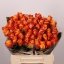 product/img.floraplaza.nl/RMAR4O-LIVE_fotos-0x0B4E75E81BE158B20A2AB17039ED362D0FCFF10F.jpg