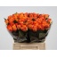 product/img.floraplaza.nl/RMAR4O-LIVE_fotos-0x171ACCF402564A84123C773BD4C54F221F39D68F.jpg