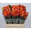 product/img.floraplaza.nl/RMAR4O-LIVE_fotos-0xD8F2C614404A0113754E91D15EAEAC94635A3A31.jpg
