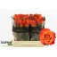product/img.floraplaza.nl/RMAR4O-LIVE_fotos-0xEAB623A1A90B56068FE6D85B6CBEC0A3FE8C63F4.jpg
