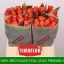 product/img.floraplaza.nl/RMAR4O-LIVE_fotos-0xFADFF976674C07D90706418F9F9FEA9D86BCF07D.jpg
