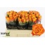 product/img.floraplaza.nl/RMAR5C-LIVE_fotos-0x47D9B22DCC4BA90386310F06C4ED21D788E11C5E.jpg