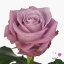 product/img.floraplaza.nl/RMAR5M-ART_fotos-VBN-vbn111513.jpg