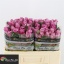 product/img.floraplaza.nl/RMAR5M-LIVE_fotos-0x60069B217A18594FE0F8BC24F8F1F7CBFC835565.jpg