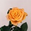 product/img.floraplaza.nl/RMAR6C-ART_Fotos-VBN-vbn18030.jpg