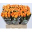 product/img.floraplaza.nl/RMAR6C-LIVE_fotos-0x2779F6A6F75921E39DA32B3036ABA66ED9B6D90D.jpg