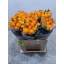 product/img.floraplaza.nl/RMAR6C-LIVE_fotos-0xA6531103BFCA1C6F272F37EB99585624E017119C.jpg