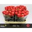 product/img.floraplaza.nl/RMAT7-LIVE_fotos-0xCF23D0E84ED3108EE4A04298828EE2413872428E.jpg