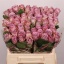 product/img.floraplaza.nl/RMEM4-LIVE_fotos-0xE53C2695A668632ED90C7AE8553C71BB5D8605D5.jpg