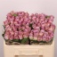 product/img.floraplaza.nl/RMEM5-LIVE_fotos-0x8228D7780A3B8E1D25F63ED571297F906B7C3F3E.jpg