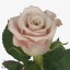 product/img.floraplaza.nl/RMENT4-ART_Fotos-VBN-vbn111314.jpg