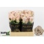 product/img.floraplaza.nl/RMENT4-LIVE_fotos-0xF61A77A91A904550676CEF5744E88F64F238C028.jpg
