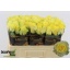 product/img.floraplaza.nl/RMIN5-LIVE_fotos-0x23A59D92C96378B7F903B621438B71C97D3AC9AC.jpg