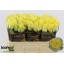 product/img.floraplaza.nl/RMIN5-LIVE_fotos-0x393E5A9A6BE87D8591EF6CC45B1C26B5ED3D0F0D.jpg