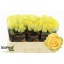 product/img.floraplaza.nl/RMIN5-LIVE_fotos-0xEB436001DD36620C797CD022AB0D221ACD4087B7.jpg