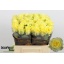 product/img.floraplaza.nl/RMINI4-LIVE_fotos-0x11FA3D20DAA1AEF8ED6030B49D52F428EE617A22.jpg