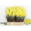 product/img.floraplaza.nl/RMINI4-LIVE_fotos-0x9A8BA80DBFA5663498DFE5B5E73EE47163A4094E.jpg