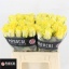 product/img.floraplaza.nl/RMINI4-LIVE_fotos-0xB95873249C45FDEA962F38DD656E7CE94F7F1FA9.jpg