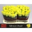 product/img.floraplaza.nl/RMINR6-LIVE_fotos-0xF5F08F40DCE5FD112698A9171896414DC8295F42.jpg