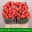product/img.floraplaza.nl/RMIS4-LIVE_fotos-0x9EF0EC8F4FEA742CBC455548ECA18B31FCA091ED.jpg
