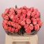 product/img.floraplaza.nl/RMIS4-LIVE_fotos-0xE4606C5505E1236F6F9B1D36DA148793628A6A8F.jpg