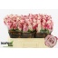 product/img.floraplaza.nl/RMOD5-LIVE_fotos-0xEAC9B984C5546BE64709F331FA2D527C73B3A8FD.jpg