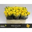 product/img.floraplaza.nl/RMOO5-LIVE_fotos-0x29D9027CB88E61E615FD61C7D21BA8B52A357D30.jpg