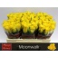 product/img.floraplaza.nl/RMOO5-LIVE_fotos-0x7EA849EF973ABBAD9D33FB1C86FB4A20899B3E41.jpg