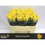 product/img.floraplaza.nl/RMOO5-LIVE_fotos-0xA9D8E9A3413C9E0D3BEF2D9C1FDE4B306E9B587C.jpg
