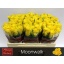 product/img.floraplaza.nl/RMOO5-LIVE_fotos-0xB76E533FA990A09EDEED1EDF539C0CF5E700D7D7.jpg