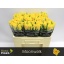 product/img.floraplaza.nl/RMOO5-LIVE_fotos-0xF9449A71A83228560804093E2A880DB7E18EADCD.jpg