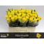 product/img.floraplaza.nl/RMOO5-LIVE_fotos-0xFC3DF59AA791EF1F53286C4CDE28531487CF3E00.jpg