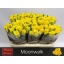 product/img.floraplaza.nl/RMOO6-LIVE_fotos-0xBD9C62D162E5A43B97BEC407FDD7B2A946DE55BB.jpg