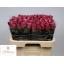 product/img.floraplaza.nl/RMOOD6-LIVE_fotos-0x47AE33B67B46D5A52FFCC84A0D84C330ED3B88F2.jpg