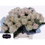 product/img.floraplaza.nl/RMYL4-LIVE_fotos-0xA86A8B7F2ADFE5E4115422470B846B1AB24F17AA.jpg