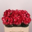 product/img.floraplaza.nl/RNIC5-LIVE_fotos-0x23549BE5CBB04BA060769181CDCB8A13BB40A5E5.jpg