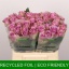 product/img.floraplaza.nl/RNIGH4-LIVE_fotos-0x72C72982A4E4F70462ECA87B9B4A70002817FF8C.jpg