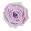product/img.floraplaza.nl/ROCES5-LIVE_fotos-0x0D20B1EC257E978E9BBC895B902E43942B5C4A31.jpg