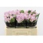 product/img.floraplaza.nl/ROCES5-LIVE_fotos-0x90F57B5C34BCDE6B0ECACEA848B6CEF30B596E69.jpg