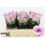 product/img.floraplaza.nl/ROCES5-LIVE_fotos-0xE6DA7018AB8879D846A817A462AC46D39D83DF50.jpg