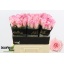 product/img.floraplaza.nl/ROHA6-LIVE_fotos-0x4CE9B13A2DB4FF7F9D30C34AD65821166D2D9B91.jpg